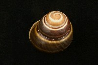 藏品(光澤蝸牛)的圖片